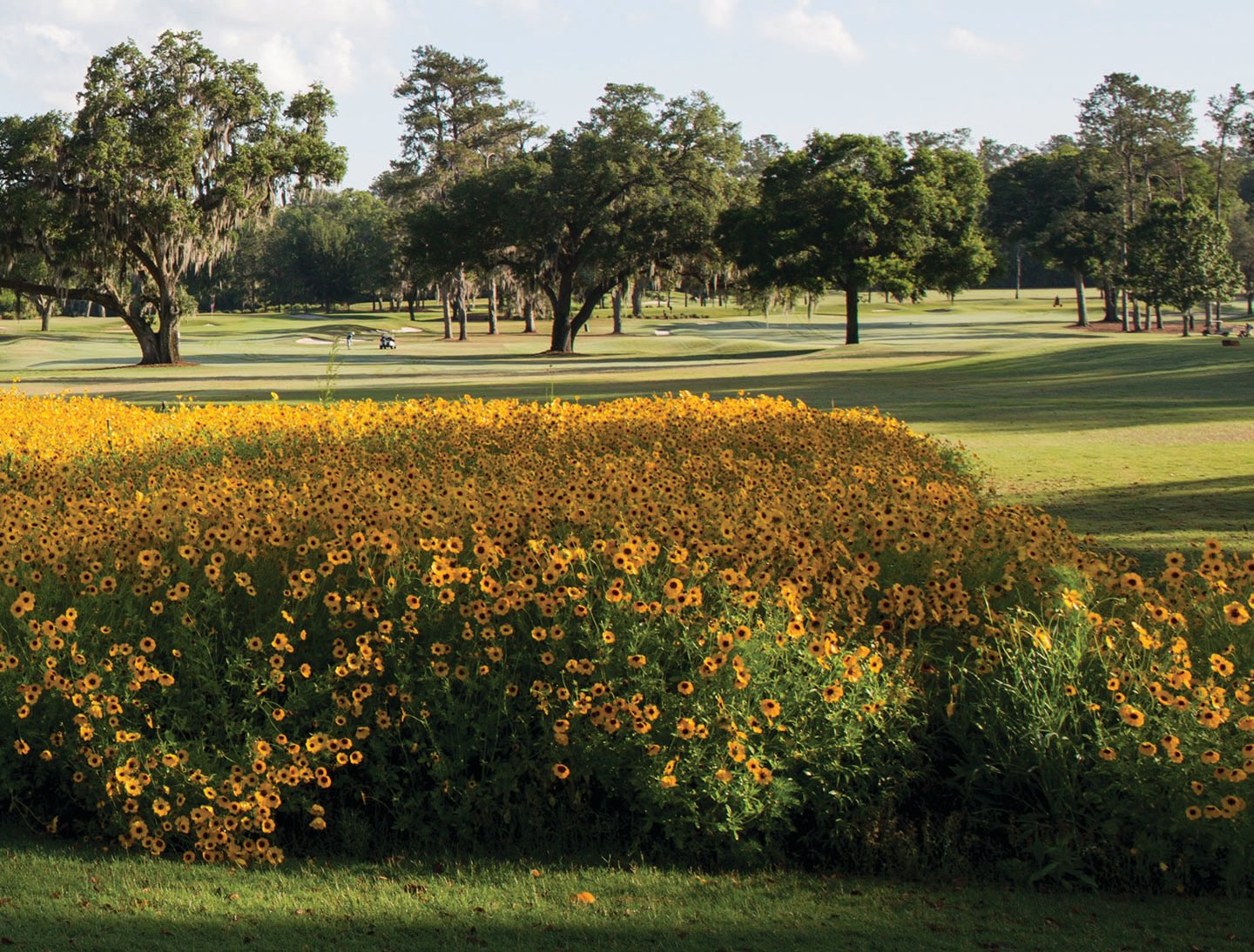Wildflowers encourage native pollination on golf courses.